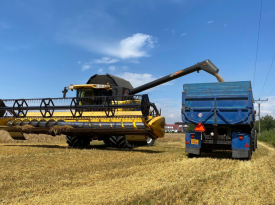 Sklizeň pšenice 2020